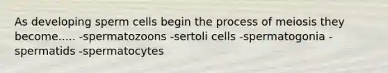 As developing sperm cells begin the process of meiosis they become..... -spermatozoons -sertoli cells -spermatogonia -spermatids -spermatocytes