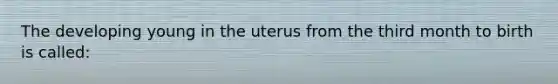 The developing young in the uterus from the third month to birth is called: