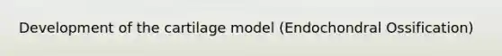 Development of the cartilage model (Endochondral Ossification)