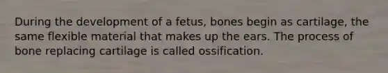 During the development of a fetus, bones begin as cartilage, the same flexible material that makes up the ears. The process of bone replacing cartilage is called ossification.