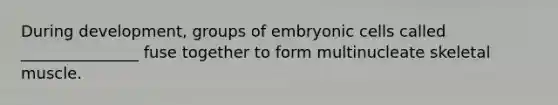 During development, groups of embryonic cells called _______________ fuse together to form multinucleate skeletal muscle.