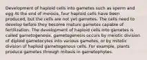 Development of haploid cells into gametes such as sperm and egg At the end of meiosis, four haploid cells have been produced, but the cells are not yet gametes. The cells need to develop before they become mature gametes capable of fertilization. The development of haploid cells into gametes is called gametogenesis. gametogenesis occurs by meiotic division of diploid gametocytes into various gametes, or by mitotic division of haploid gametogenous cells. For example, plants produce gametes through mitosis in gametophytes.