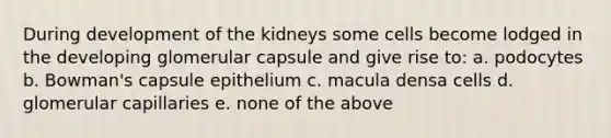 During development of the kidneys some cells become lodged in the developing glomerular capsule and give rise to: a. podocytes b. Bowman's capsule epithelium c. macula densa cells d. glomerular capillaries e. none of the above