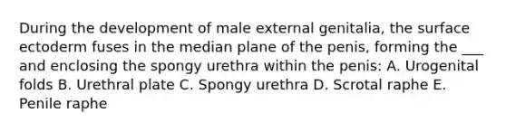 During the development of male external genitalia, the surface ectoderm fuses in the median plane of the penis, forming the ___ and enclosing the spongy urethra within the penis: A. Urogenital folds B. Urethral plate C. Spongy urethra D. Scrotal raphe E. Penile raphe