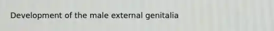 Development of the male external genitalia