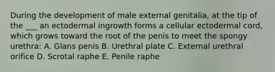 During the development of male external genitalia, at the tip of the ___ an ectodermal ingrowth forms a cellular ectodermal cord, which grows toward the root of the penis to meet the spongy urethra: A. Glans penis B. Urethral plate C. External urethral orifice D. Scrotal raphe E. Penile raphe