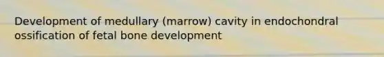 Development of medullary (marrow) cavity in endochondral ossification of fetal bone development