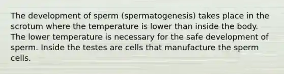 The development of sperm (spermatogenesis) takes place in the scrotum where the temperature is lower than inside the body. The lower temperature is necessary for the safe development of sperm. Inside the testes are cells that manufacture the sperm cells.