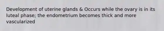 Development of uterine glands & Occurs while the ovary is in its luteal phase; the endometrium becomes thick and more vascularized