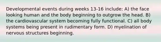 Developmental events during weeks 13-16 include: A) the face looking human and the body beginning to outgrow the head. B) the cardiovascular system becoming fully functional. C) all body systems being present in rudimentary form. D) myelination of nervous structures beginning.