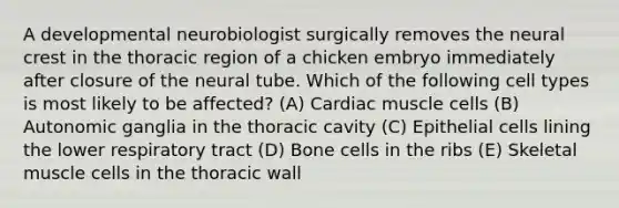 A developmental neurobiologist surgically removes the neural crest in the thoracic region of a chicken embryo immediately after closure of the neural tube. Which of the following cell types is most likely to be affected? (A) Cardiac muscle cells (B) Autonomic ganglia in the thoracic cavity (C) Epithelial cells lining the lower respiratory tract (D) Bone cells in the ribs (E) Skeletal muscle cells in the thoracic wall