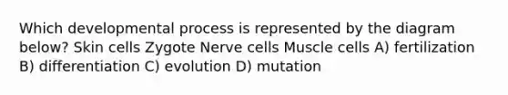 Which developmental process is represented by the diagram below? Skin cells Zygote Nerve cells Muscle cells A) fertilization B) differentiation C) evolution D) mutation