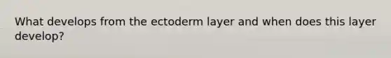 What develops from the ectoderm layer and when does this layer develop?