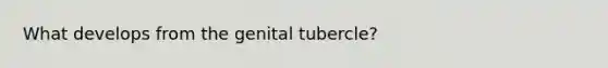 What develops from the genital tubercle?