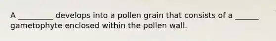 A _________ develops into a pollen grain that consists of a ______ gametophyte enclosed within the pollen wall.