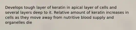 Develops tough layer of keratin in apical layer of cells and several layers deep to it. Relative amount of keratin increases in cells as they move away from nutritive blood supply and organelles die