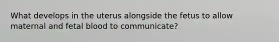 What develops in the uterus alongside the fetus to allow maternal and fetal blood to communicate?