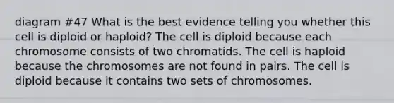 diagram #47 What is the best evidence telling you whether this cell is diploid or haploid? The cell is diploid because each chromosome consists of two chromatids. The cell is haploid because the chromosomes are not found in pairs. The cell is diploid because it contains two sets of chromosomes.