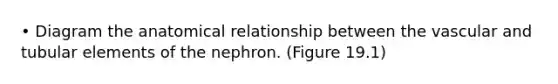 • Diagram the anatomical relationship between the vascular and tubular elements of the nephron. (Figure 19.1)