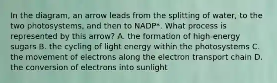 In the diagram, an arrow leads from the splitting of water, to the two photosystems, and then to NADP*. What process is represented by this arrow? A. the formation of high-energy sugars B. the cycling of light energy within the photosystems C. the movement of electrons along <a href='https://www.questionai.com/knowledge/k57oGBr0HP-the-electron-transport-chain' class='anchor-knowledge'>the electron transport chain</a> D. the conversion of electrons into sunlight