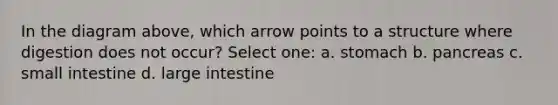 In the diagram above, which arrow points to a structure where digestion does not occur? Select one: a. stomach b. pancreas c. small intestine d. large intestine