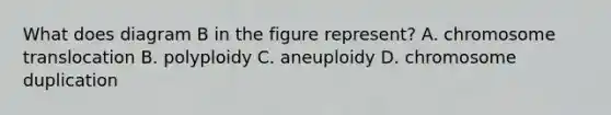 What does diagram B in the figure represent? A. chromosome translocation B. polyploidy C. aneuploidy D. chromosome duplication