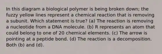 In this diagram a biological polymer is being broken down; the fuzzy yellow lines represent a chemical reaction that is removing a subunit. Which statement is true? (a) The reaction is removing a nucleotide from a DNA molecule. (b) R represents an atom that could belong to one of 20 chemical elements. (c) The arrow is pointing at a peptide bond. (d) The reaction is a decomposition. Both (b) and (d).