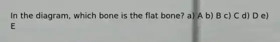 In the diagram, which bone is the flat bone? a) A b) B c) C d) D e) E