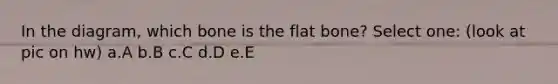 In the diagram, which bone is the flat bone? Select one: (look at pic on hw) a.A b.B c.C d.D e.E