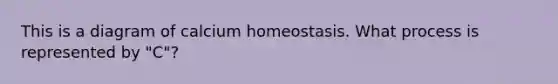 This is a diagram of calcium homeostasis. What process is represented by "C"?