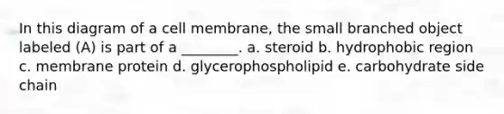 In this diagram of a cell membrane, the small branched object labeled (A) is part of a ________. a. steroid b. hydrophobic region c. membrane protein d. glycerophospholipid e. carbohydrate side chain