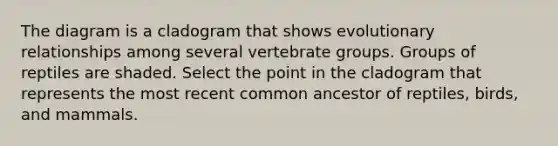 The diagram is a cladogram that shows evolutionary relationships among several vertebrate groups. Groups of reptiles are shaded. Select the point in the cladogram that represents the most recent common ancestor of reptiles, birds, and mammals.