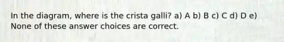 In the diagram, where is the crista galli? a) A b) B c) C d) D e) None of these answer choices are correct.