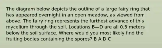 The diagram below depicts the outline of a large fairy ring that has appeared overnight in an open meadow, as viewed from above. The fairy ring represents the furthest advance of this mycelium through the soil. Locations B—D are all 0.5 meters below the soil surface. Where would you most likely find the fruiting bodies containing the spores? B A D C