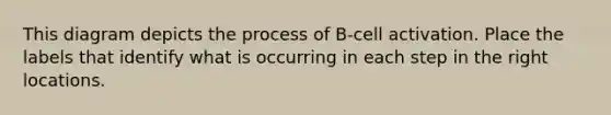 This diagram depicts the process of B-cell activation. Place the labels that identify what is occurring in each step in the right locations.