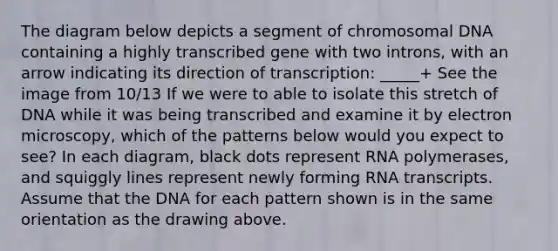 The diagram below depicts a segment of chromosomal DNA containing a highly transcribed gene with two introns, with an arrow indicating its direction of transcription: _____+ See the image from 10/13 If we were to able to isolate this stretch of DNA while it was being transcribed and examine it by electron microscopy, which of the patterns below would you expect to see? In each diagram, black dots represent RNA polymerases, and squiggly lines represent newly forming RNA transcripts. Assume that the DNA for each pattern shown is in the same orientation as the drawing above.