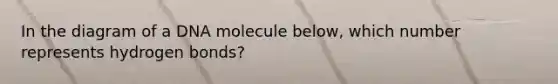 In the diagram of a DNA molecule below, which number represents hydrogen bonds?