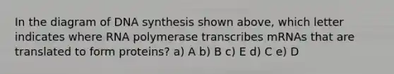 In the diagram of DNA synthesis shown above, which letter indicates where RNA polymerase transcribes mRNAs that are translated to form proteins? a) A b) B c) E d) C e) D