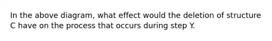 In the above diagram, what effect would the deletion of structure C have on the process that occurs during step Y.