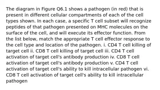 The diagram in Figure Q6.1 shows a pathogen (in red) that is present in different cellular compartments of each of the cell types shown. In each case, a specific T cell subset will recognize peptides of that pathogen presented on MHC molecules on the surface of the cell, and will execute its effector function. From the list below, match the appropriate T cell effector response to the cell type and location of the pathogen. i. CD4 T cell killing of target cell ii. CD8 T cell killing of target cell iii. CD4 T cell activation of target cell's antibody production iv. CD8 T cell activation of target cell's antibody production v. CD4 T cell activation of target cell's ability to kill intracellular pathogen vi. CD8 T cell activation of target cell's ability to kill intracellular pathogen