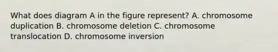 What does diagram A in the figure represent? A. chromosome duplication B. chromosome deletion C. chromosome translocation D. chromosome inversion