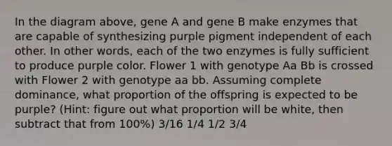 In the diagram above, gene A and gene B make enzymes that are capable of synthesizing purple pigment independent of each other. In other words, each of the two enzymes is fully sufficient to produce purple color. Flower 1 with genotype Aa Bb is crossed with Flower 2 with genotype aa bb. Assuming complete dominance, what proportion of the offspring is expected to be purple? (Hint: figure out what proportion will be white, then subtract that from 100%) 3/16 1/4 1/2 3/4