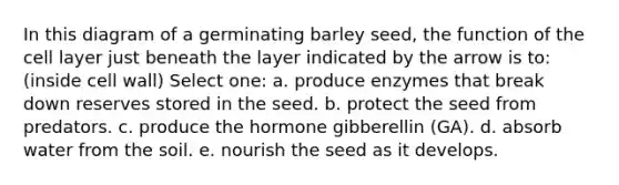 In this diagram of a germinating barley seed, the function of the cell layer just beneath the layer indicated by the arrow is to: (inside cell wall) Select one: a. produce enzymes that break down reserves stored in the seed. b. protect the seed from predators. c. produce the hormone gibberellin (GA). d. absorb water from the soil. e. nourish the seed as it develops.