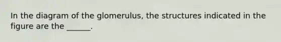 In the diagram of the glomerulus, the structures indicated in the figure are the ______.