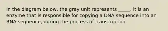 In the diagram below, the gray unit represents _____. it is an enzyme that is responsible for copying a DNA sequence into an RNA sequence, during the process of transcription.