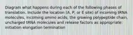 Diagram what happens during each of the following phases of translation. Include the location (A, P, or E site) of incoming tRNA molecules, incoming amino acids, the growing polypeptide chain, uncharged tRNA molecules and release factors as appropriate: initiation elongation termination