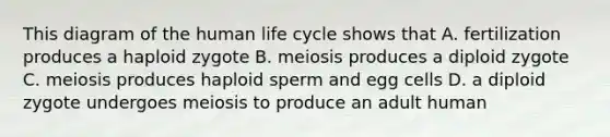 This diagram of the human life cycle shows that A. fertilization produces a haploid zygote B. meiosis produces a diploid zygote C. meiosis produces haploid sperm and egg cells D. a diploid zygote undergoes meiosis to produce an adult human