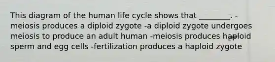 This diagram of the human life cycle shows that ________. -meiosis produces a diploid zygote -a diploid zygote undergoes meiosis to produce an adult human -meiosis produces haploid sperm and egg cells -fertilization produces a haploid zygote