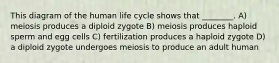 This diagram of the human life cycle shows that ________. A) meiosis produces a diploid zygote B) meiosis produces haploid sperm and egg cells C) fertilization produces a haploid zygote D) a diploid zygote undergoes meiosis to produce an adult human