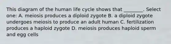 This diagram of the human life cycle shows that ________. Select one: A. meiosis produces a diploid zygote B. a diploid zygote undergoes meiosis to produce an adult human C. fertilization produces a haploid zygote D. meiosis produces haploid sperm and egg cells